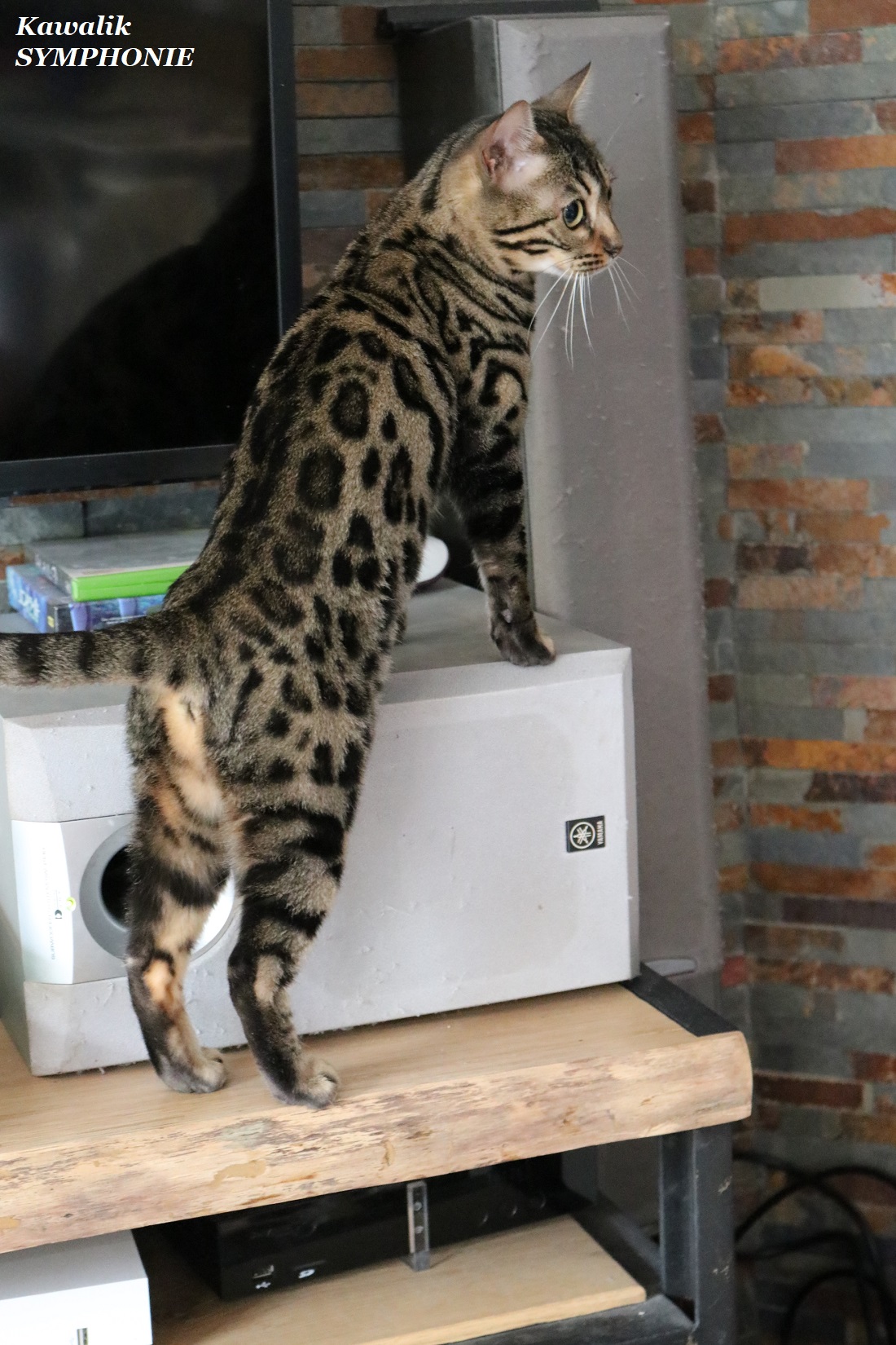 bengal